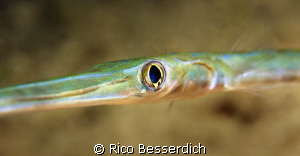 Cornet Fish by Rico Besserdich 